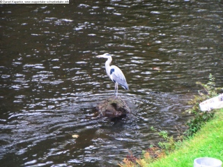 Reiher in der Wupper